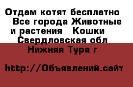 Отдам котят бесплатно  - Все города Животные и растения » Кошки   . Свердловская обл.,Нижняя Тура г.